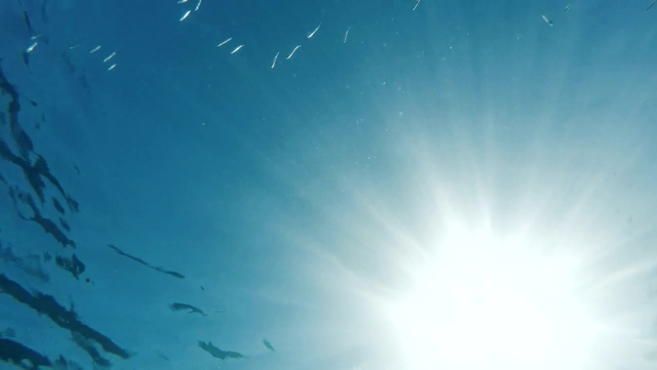 View under water of a school of small fish, nature, water, sea, fish, diving, and scuba diving