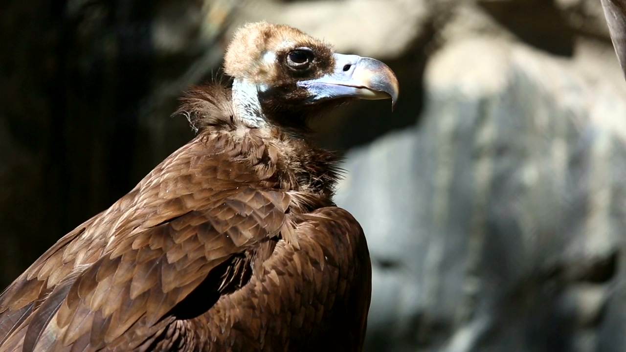 Vulture in the wild, animal, wildlife, bird, and zoo