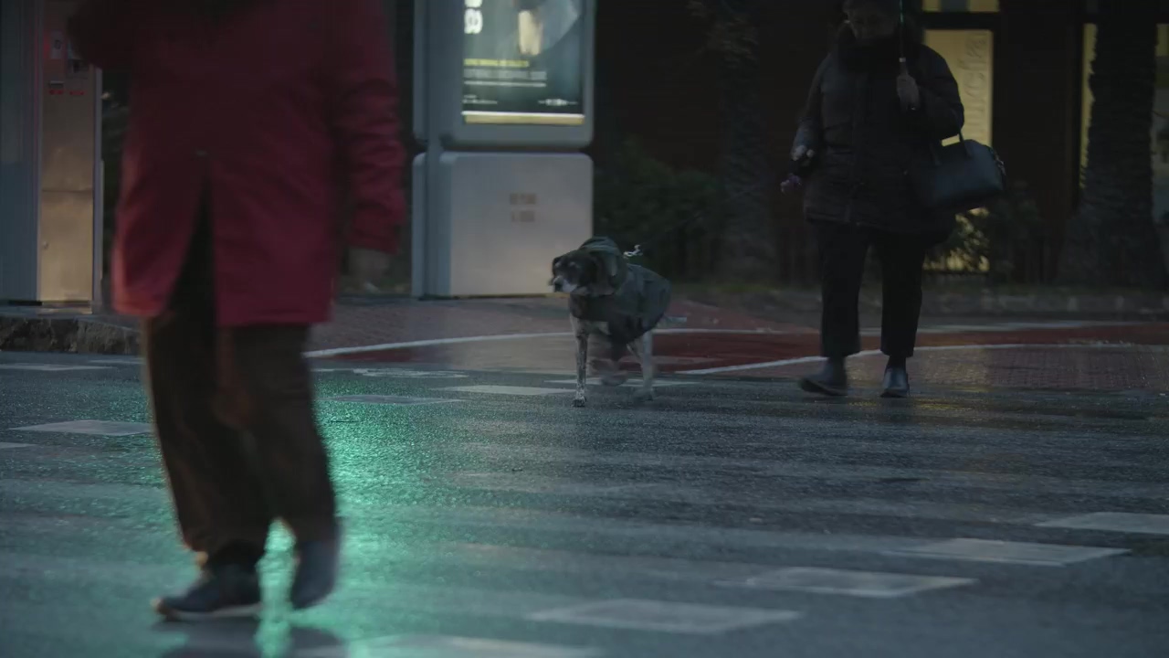 Walking a dog in the rain, dog, pet, and people walking