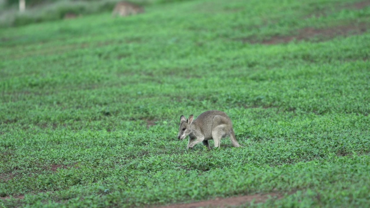 Wallaby grazing, animal, wildlife, and australia
