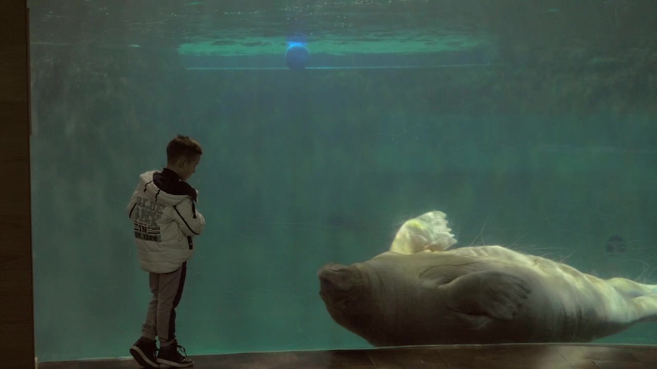 Walrus looking at a child, animal, child, and aquarium