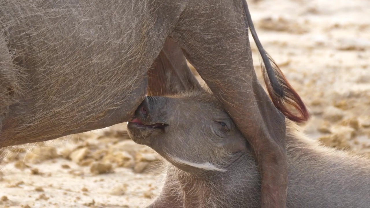 Warthog baby drinking milk from his mom, animal, wildlife, eating, africa, and morning
