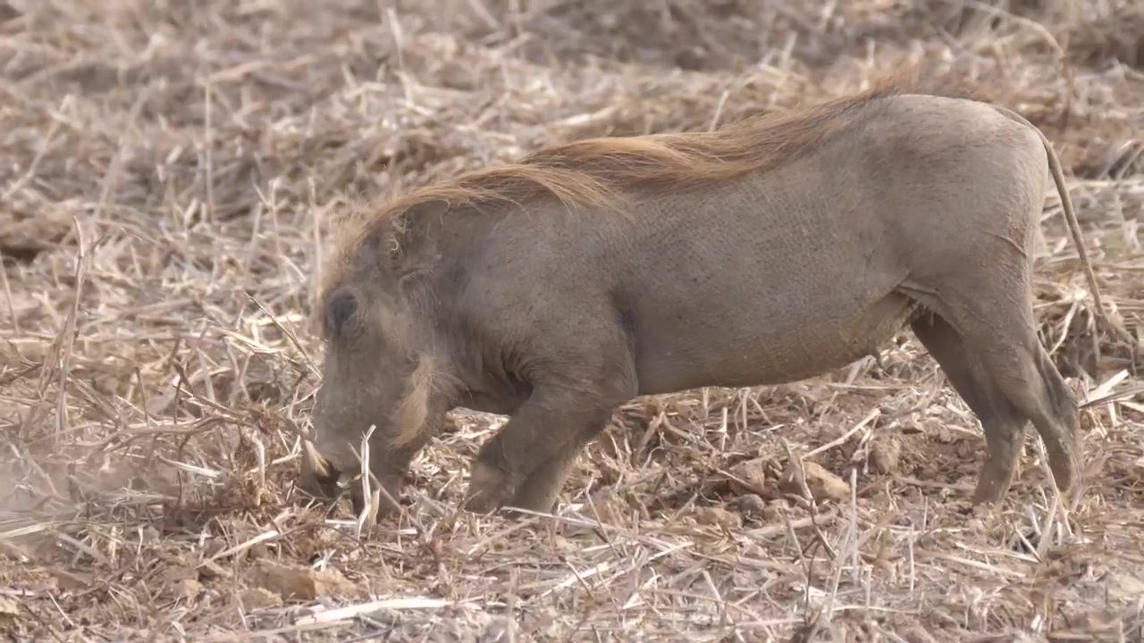 Warthog digging for food #food #wildlife #safari
