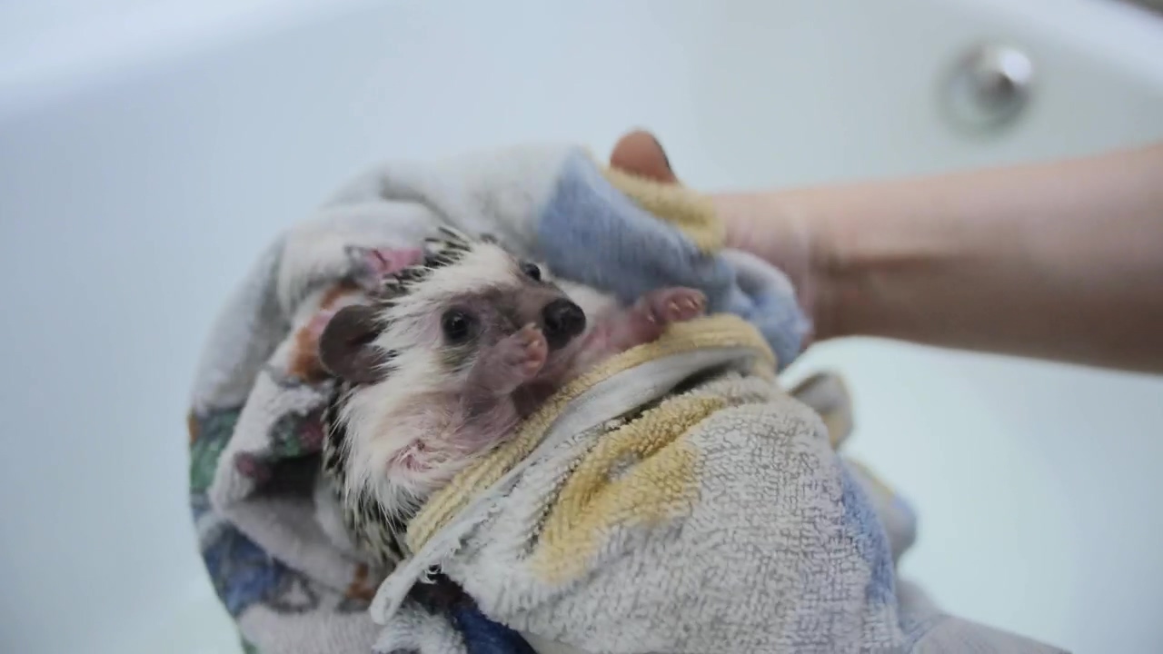 Washing a pet hedgehog, pet and washing