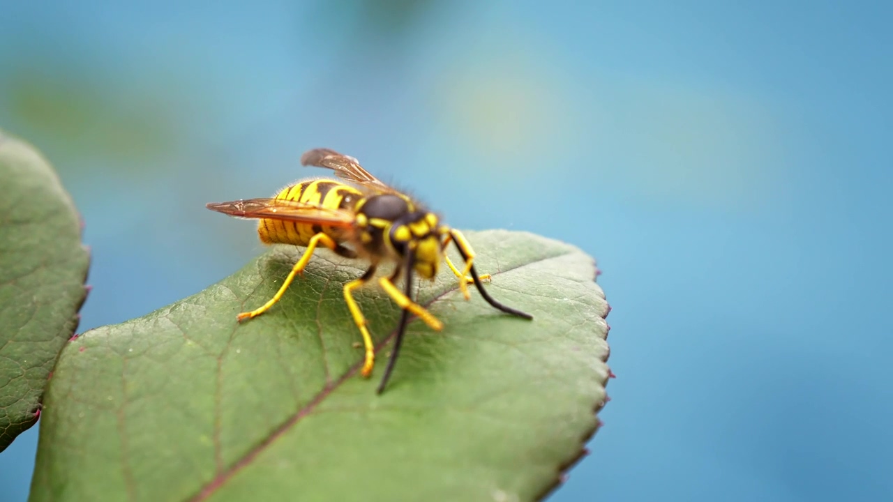 Wasp cleans its antenna, insect, bee, leaf, bugs, antenna, and wasp