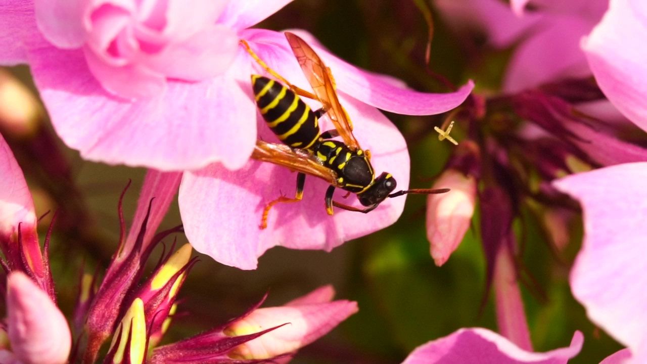 Wasp standin on a pink petal, animal, wildlife, flower, and insect