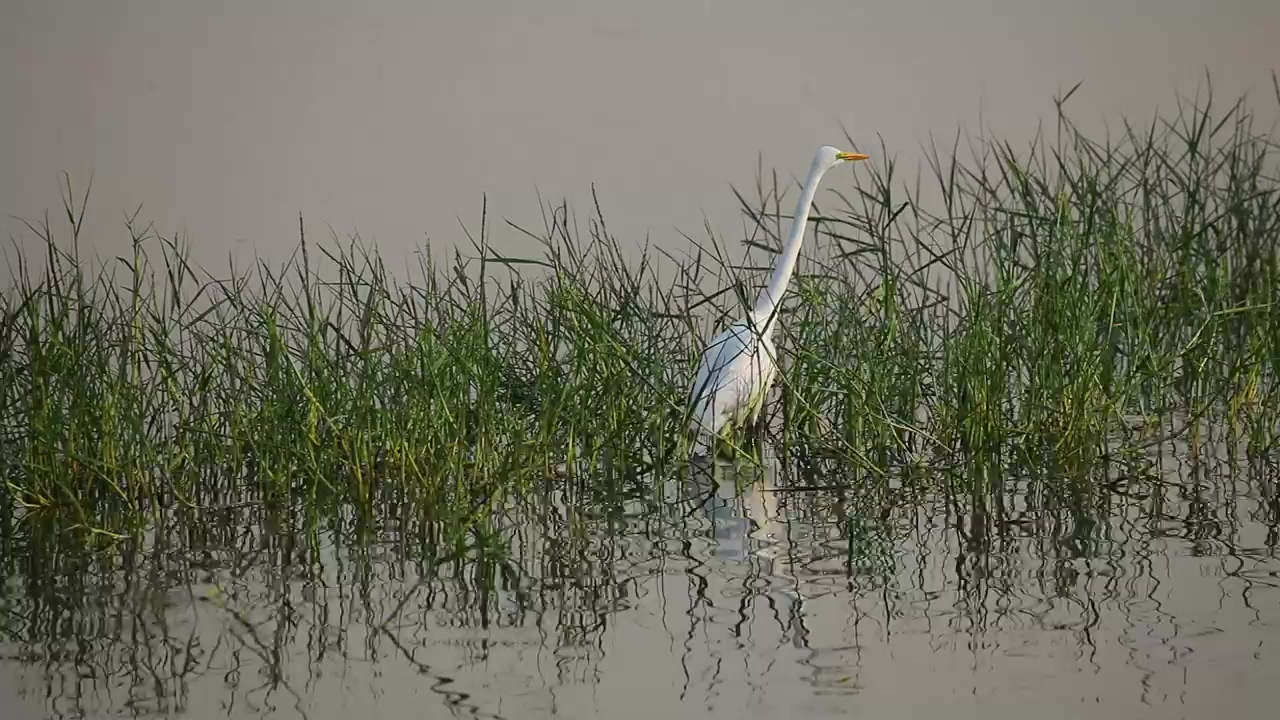 White bird between the grass in the lake, animal, wildlife, lake, and bird