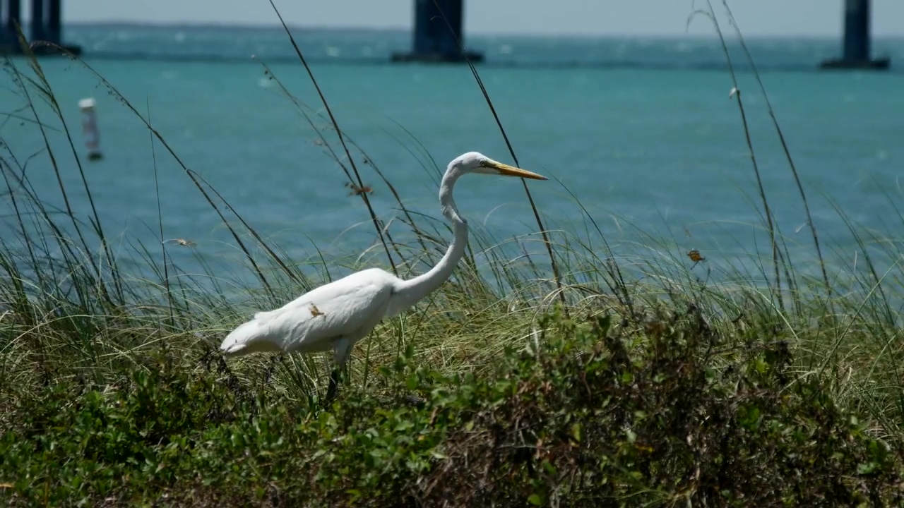 White bird near the seashore, wildlife, bird, and wild