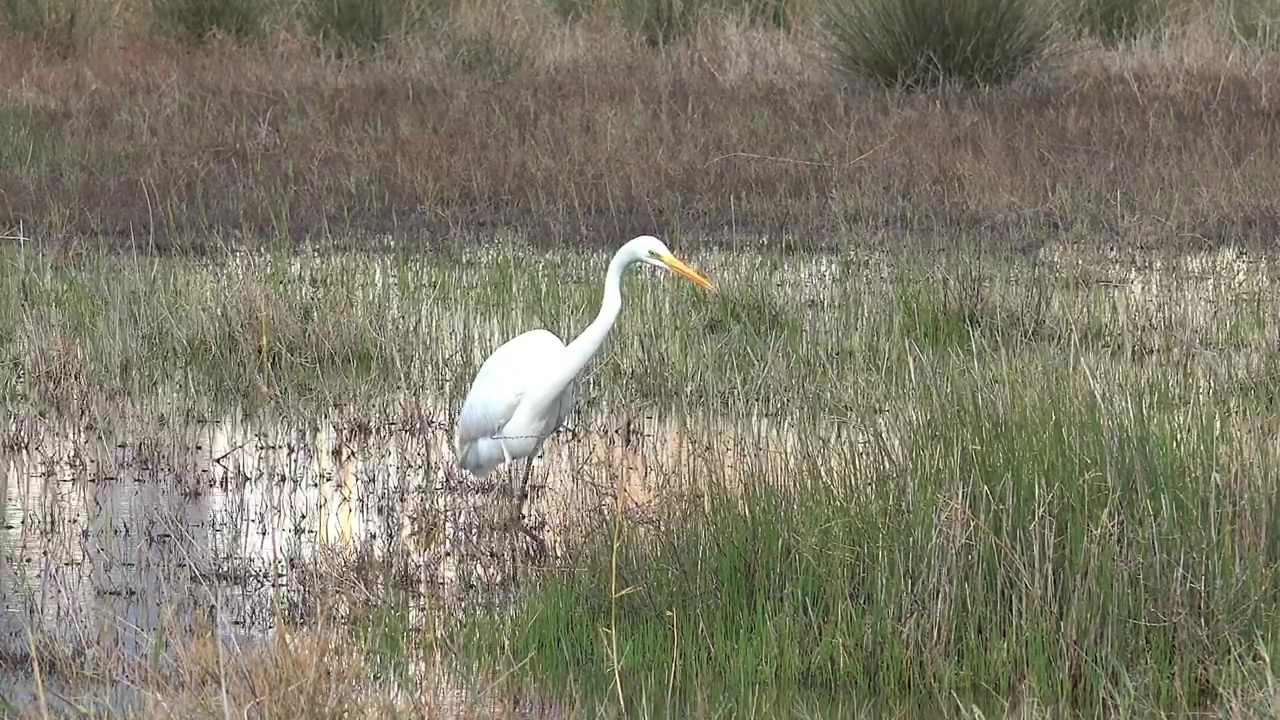 White bird walking the swamp #animal #wildlife #bird #swamp
