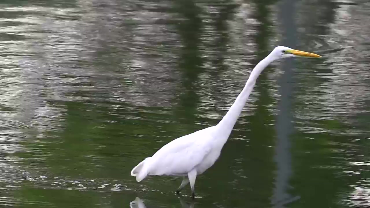 White bird walking through a lake, wildlife, lake, and bird