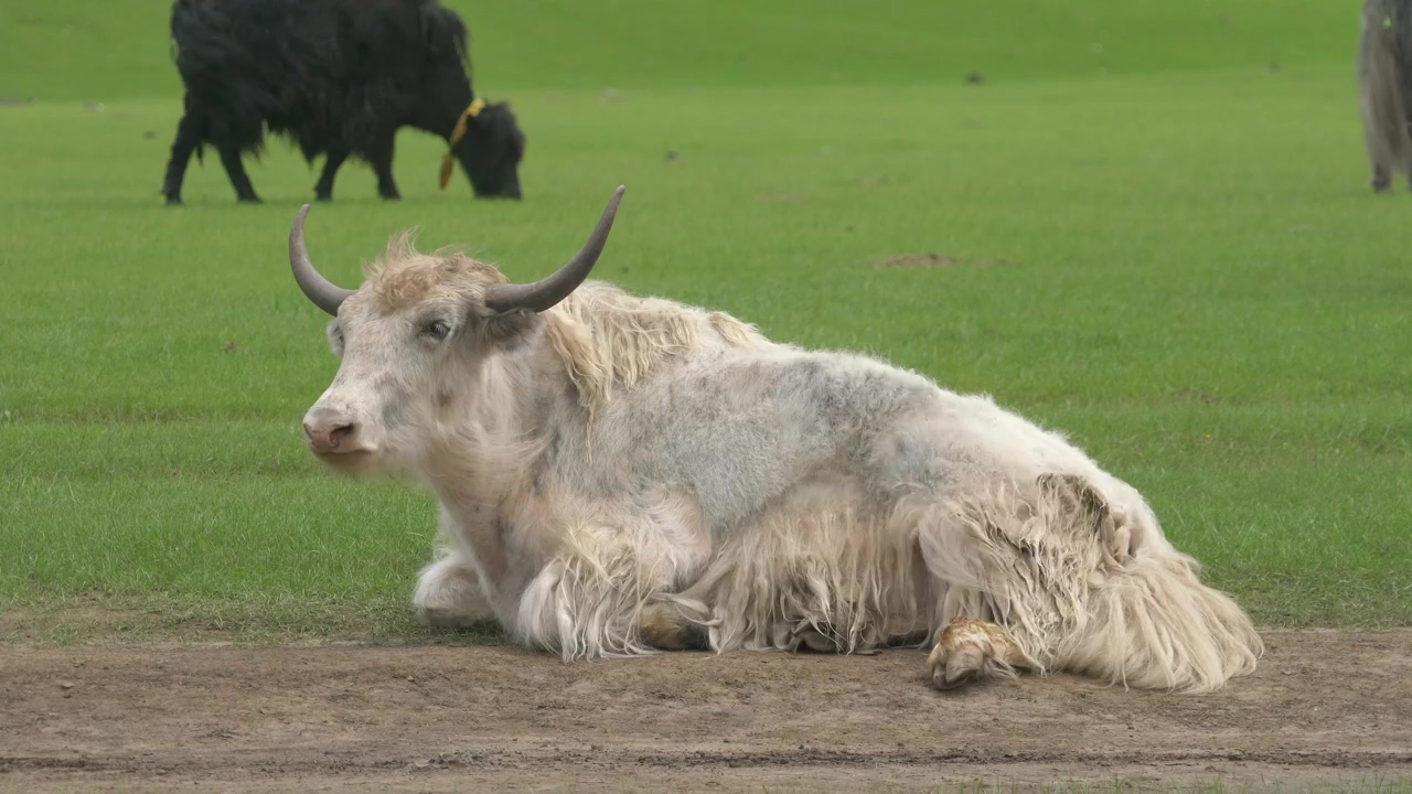 White bull resting in the ground, animal, agriculture, cow, and cattle