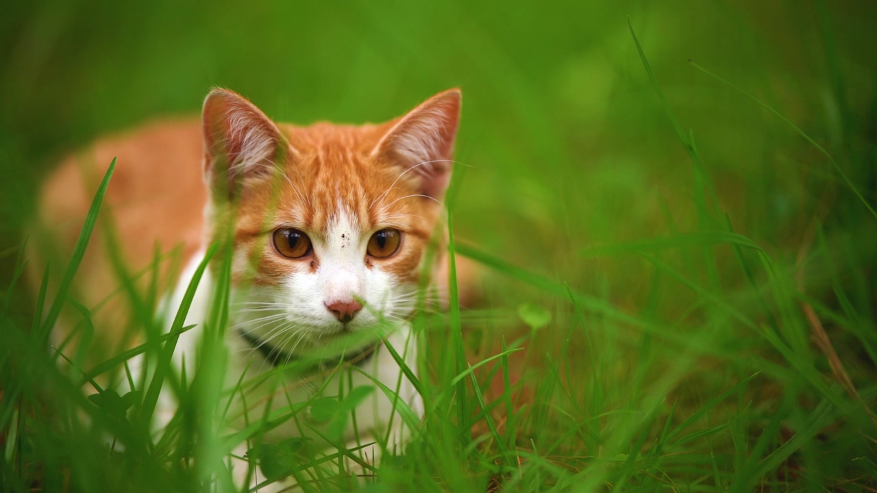 White cat with brown spots and a collar lying among the grasses of the overgrown grass, while looking at a specific point and suddenly jumps out of the scene