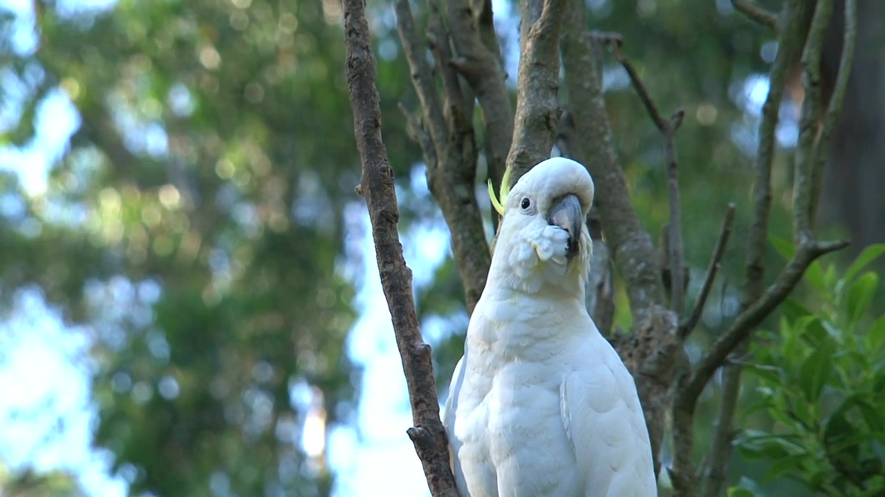 White cockatoo standing on a tree, animal, wildlife, tree, bird, and parrot