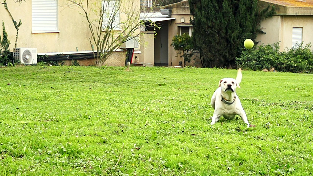 White dog catching a tennis ball, dog, playing, and tennis ball