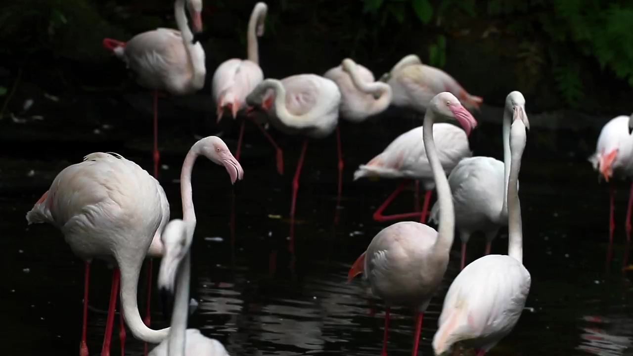 White flamingos in a lake, lake, bird, and flamingo
