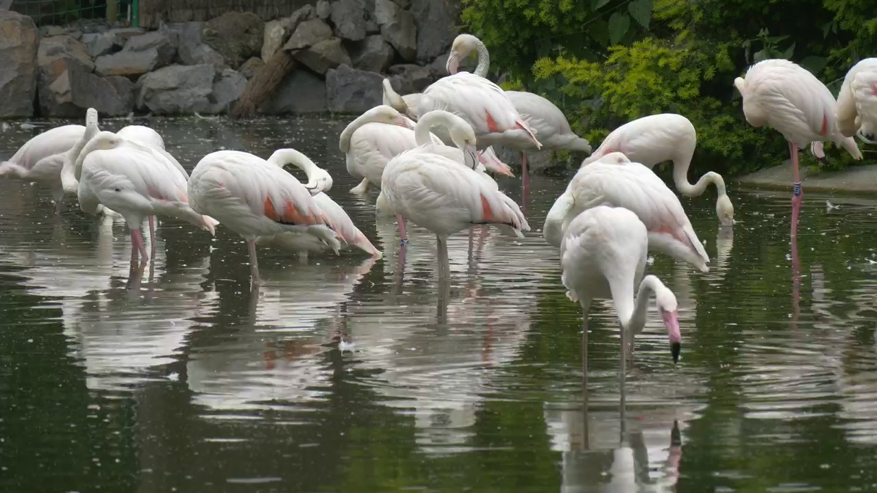 White flamingos in the pond, water, wildlife, lake, bird, zoo, safari, and flamingo