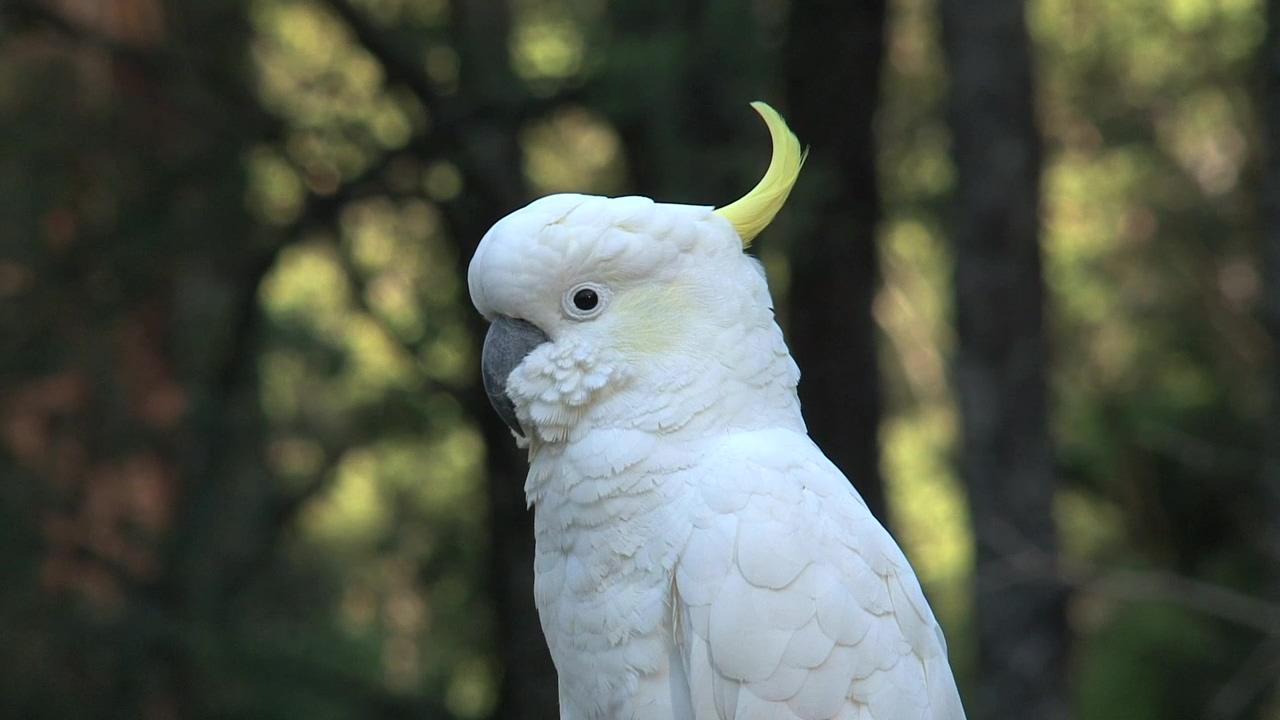 White parrot in the wild, nature, forest, wildlife, bird, and parrot