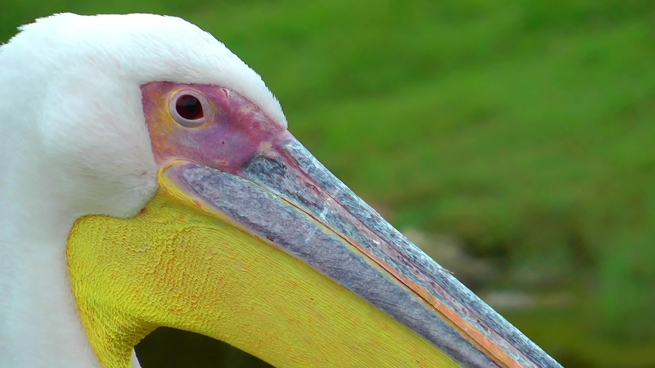 White pelican, close up, nature, animal, wildlife, bird, wild, and zoo