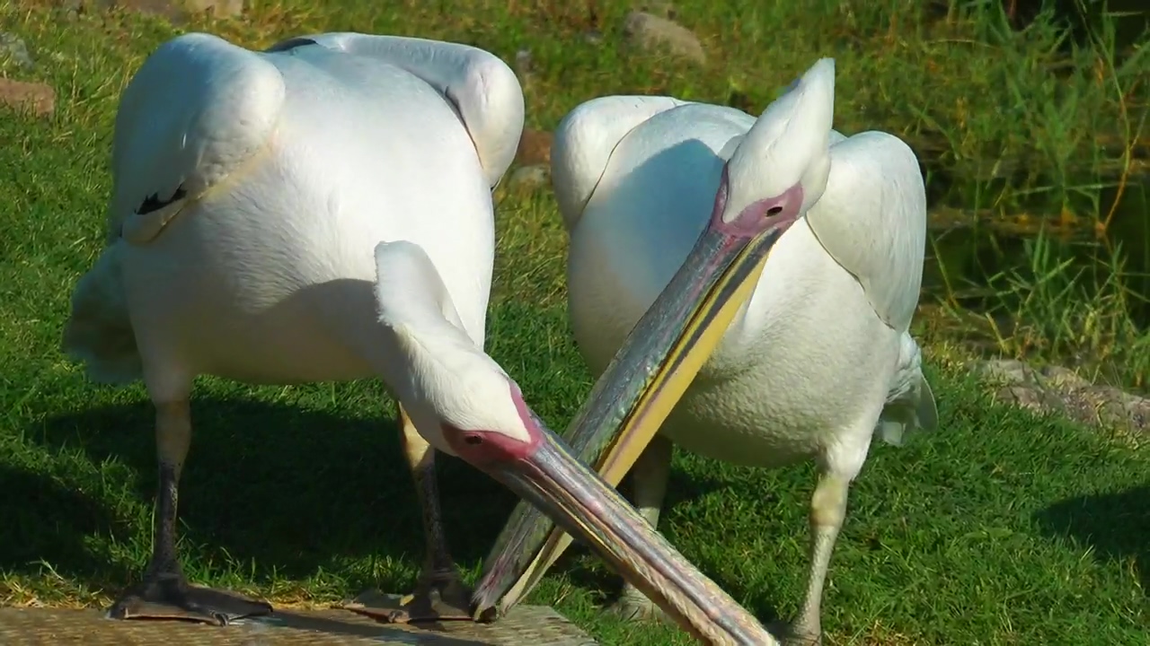 White pelicans living together, animal, wildlife, bird, wild, and zoo