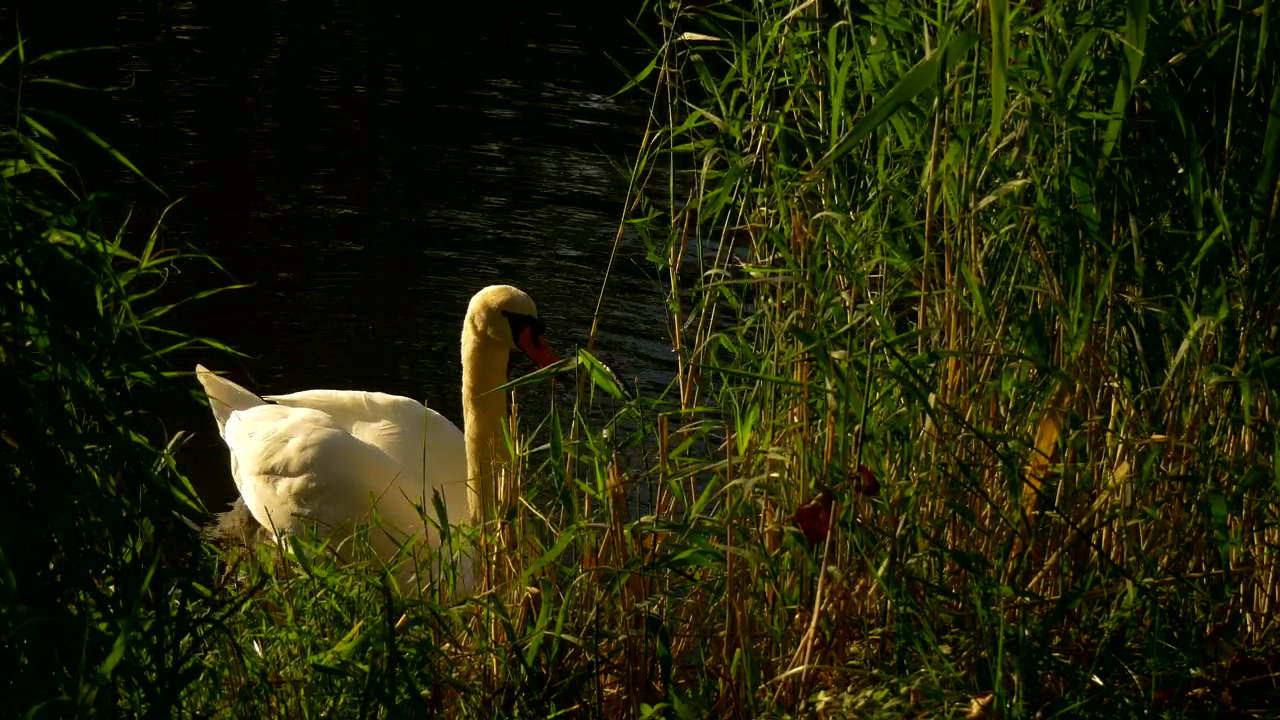 White swan in the lakeshore, animal, wildlife, lake, and swan