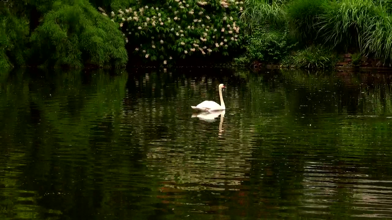 White swan on a calm lake, animal, wildlife, lake, swan, and calm