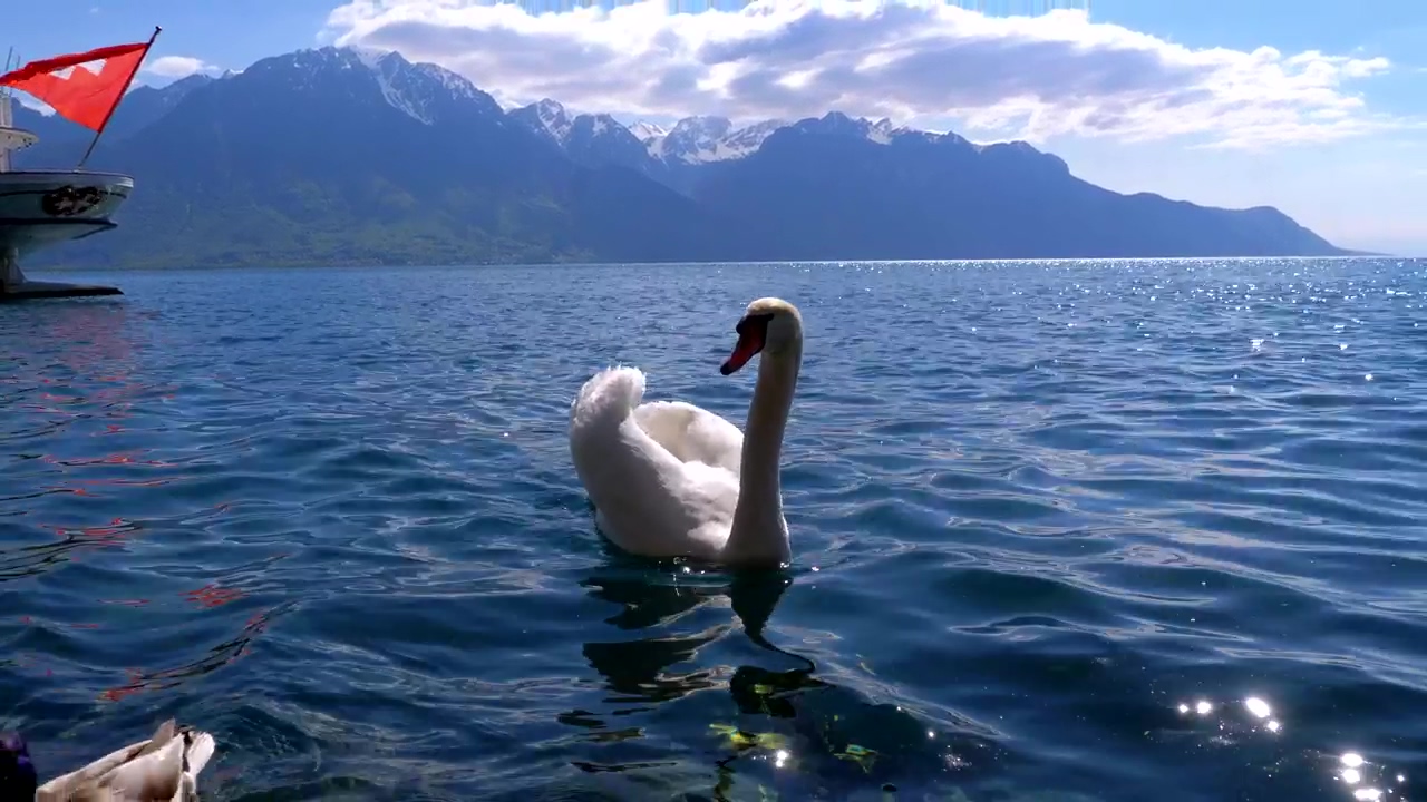 White swan swimming in the lake, animal, wildlife, lake, mountains, bird, and swan