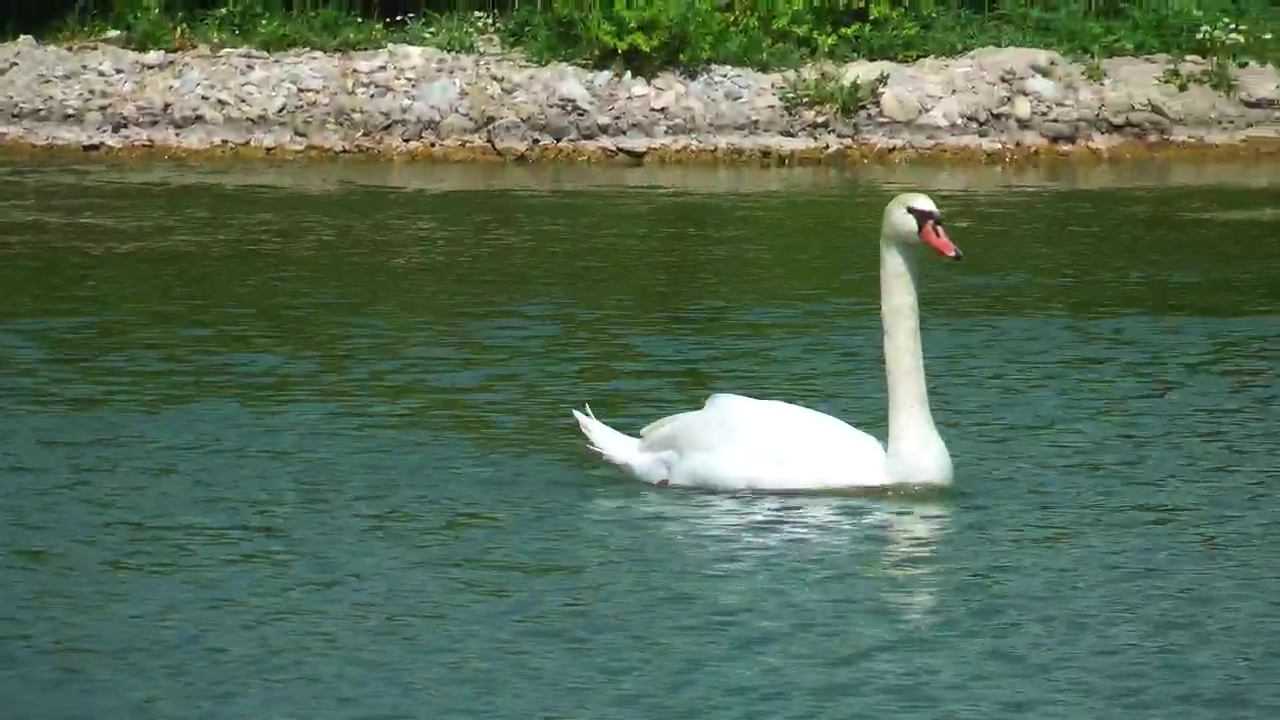 White swan swimming on a lake, animal, wildlife, lake, wild, and swan