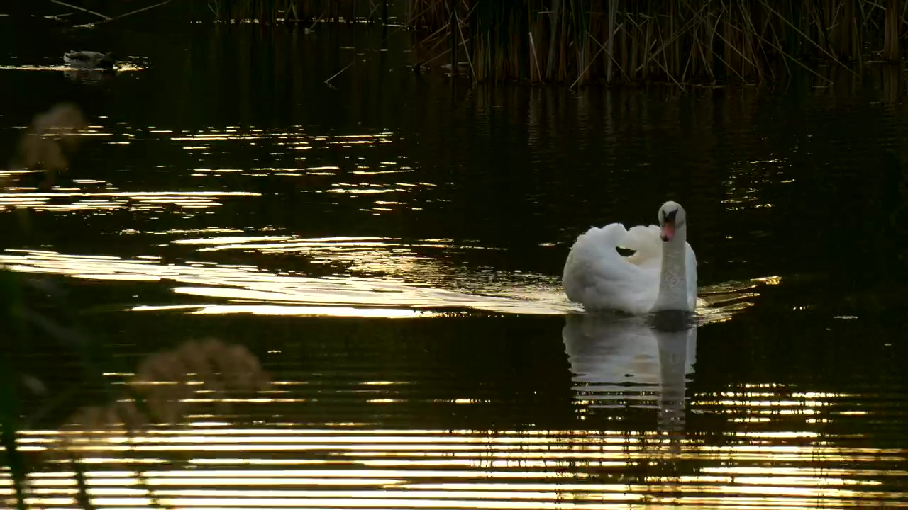 White swan swimming on the lake, animal, wildlife, lake, and bird