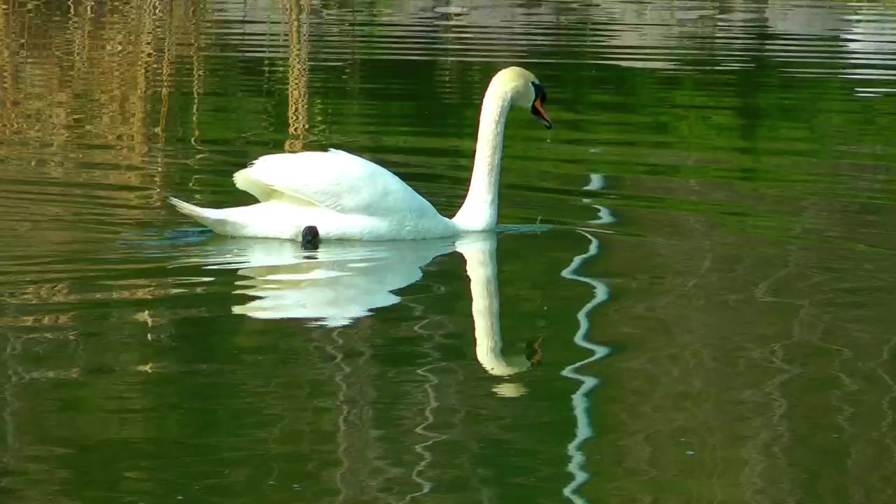 White swan taking water in a lake, animal, lake, park, and swan