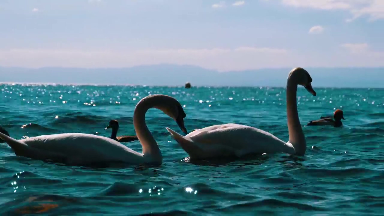White swans and ducks swimming in the lake, animal, wildlife, lake, birds, duck, and swan