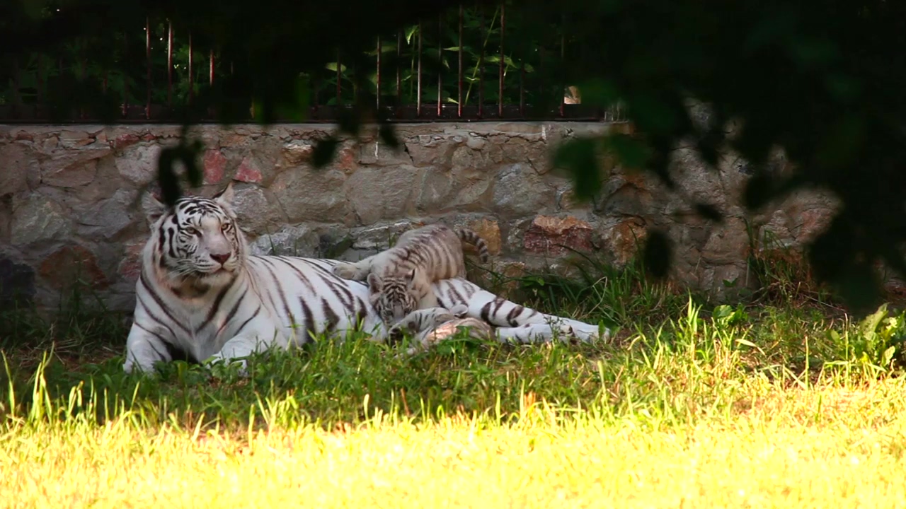 White tiger and her cub laying on the grass, animal, wildlife, grass, and tiger