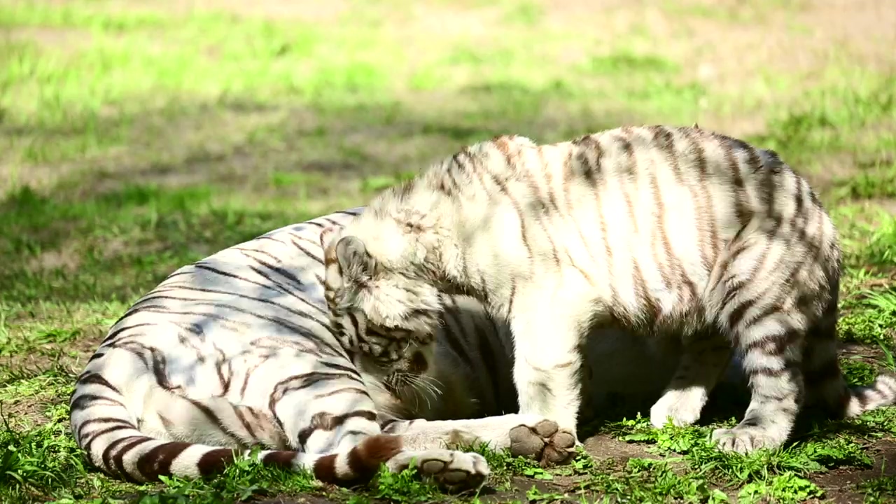 White tiger and her cub resting on the grass, animal, wildlife, and cat
