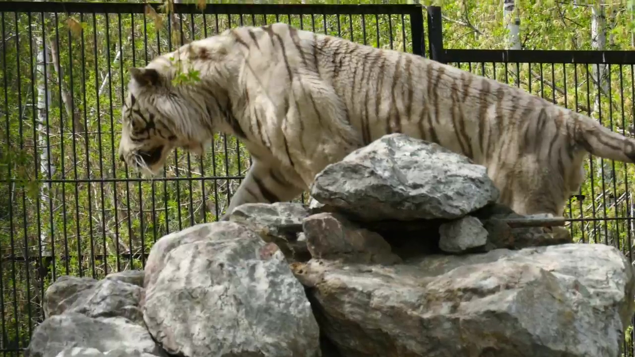 White tiger climbing rocks at the zoo, animal, wildlife, zoo, and tiger