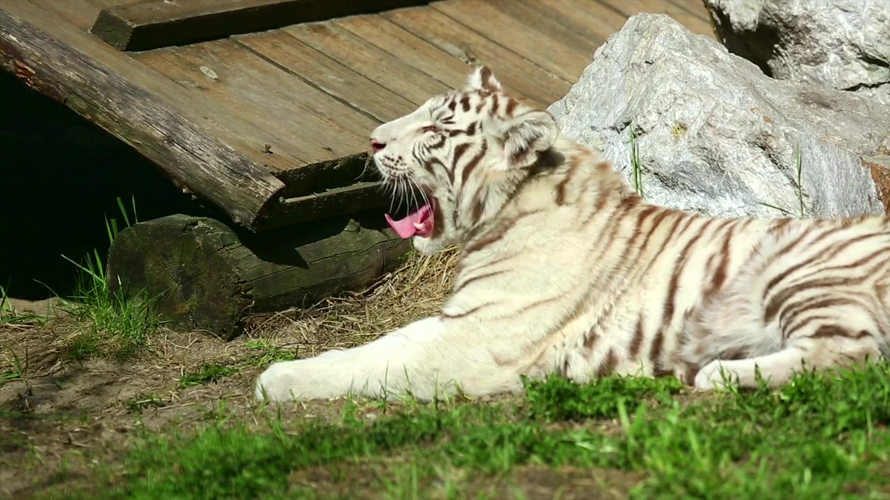 White tiger cub resting on the grass, animal, wildlife, zoo, safari, and tiger