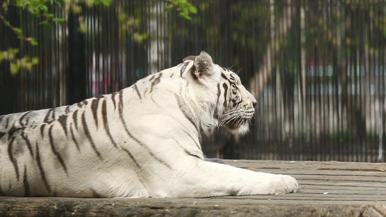 White tiger laying at the zoo, animal, wildlife, cat, and zoo