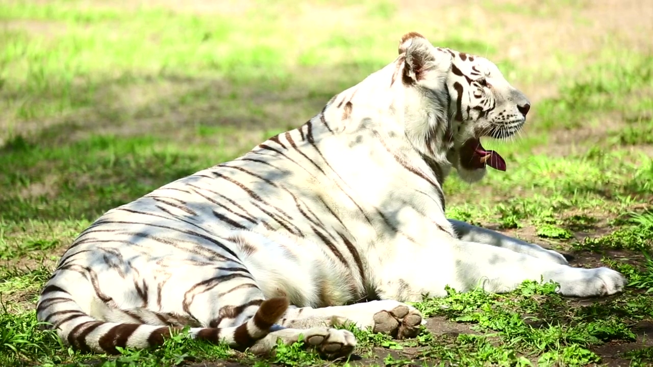 White tiger laying in the grass yawns, animal, wildlife, wild, zoo, and tiger