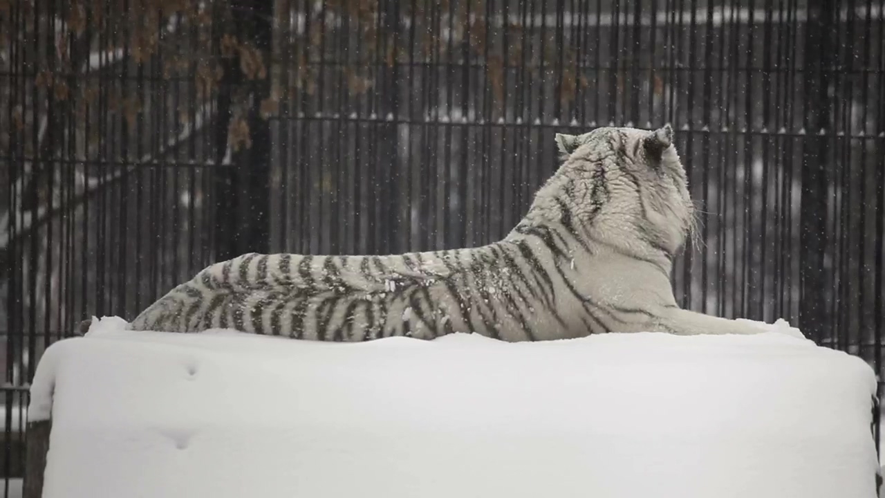 White tiger laying in the snow, animal, winter, snow, wildlife, and cat