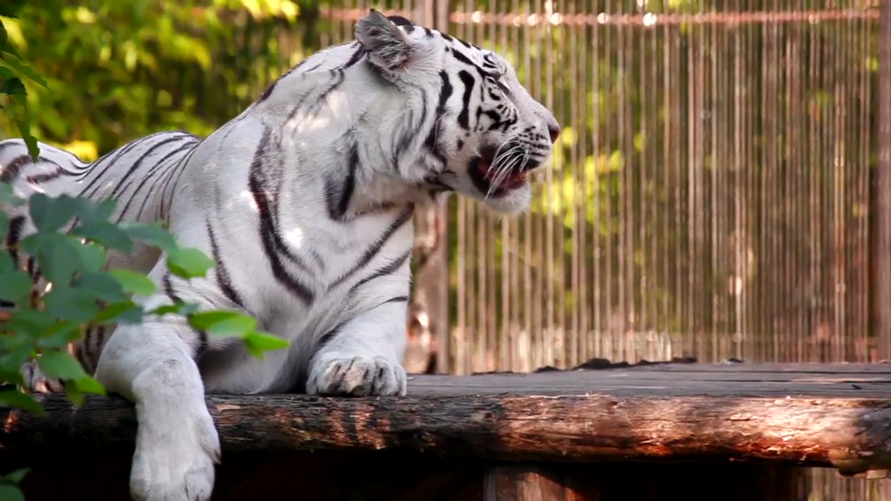 White tiger resting and yawning, animal, wildlife, zoo, safari, and tiger