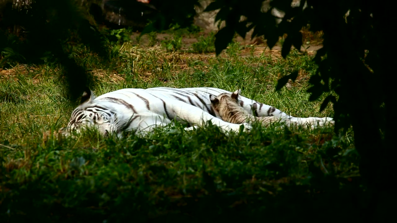 White tiger resting in nature, animal, wildlife, grass, and zoo