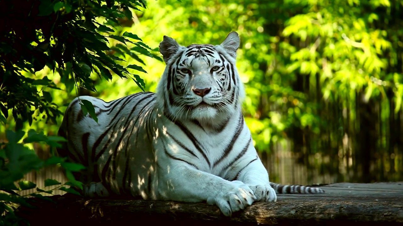 White tiger resting in the woods, nature, animal, and wildlife