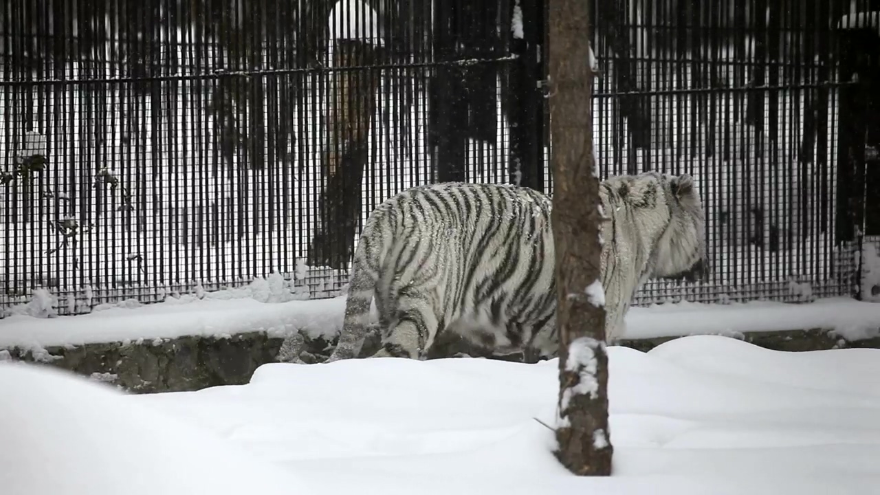 White tiger walking in the snow, animal, winter, snow, wildlife, cat, and zoo