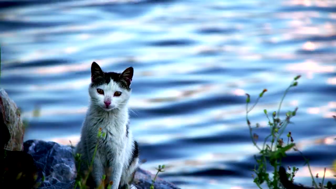 Wild cat standing by a river, animal, wildlife, river, and cat