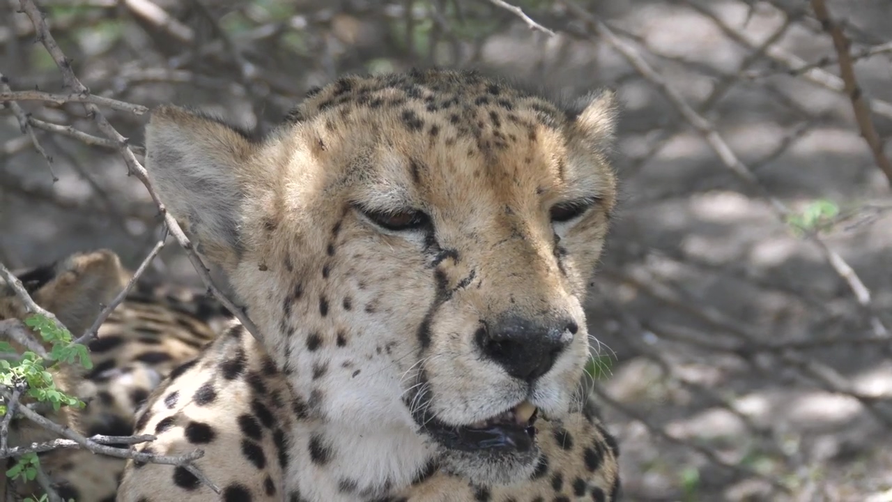 Wild cheetah resting in the shade, cheetah