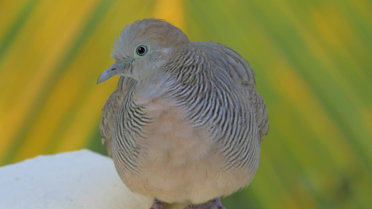 Wild dove on mauritius island, animal, bird, and island