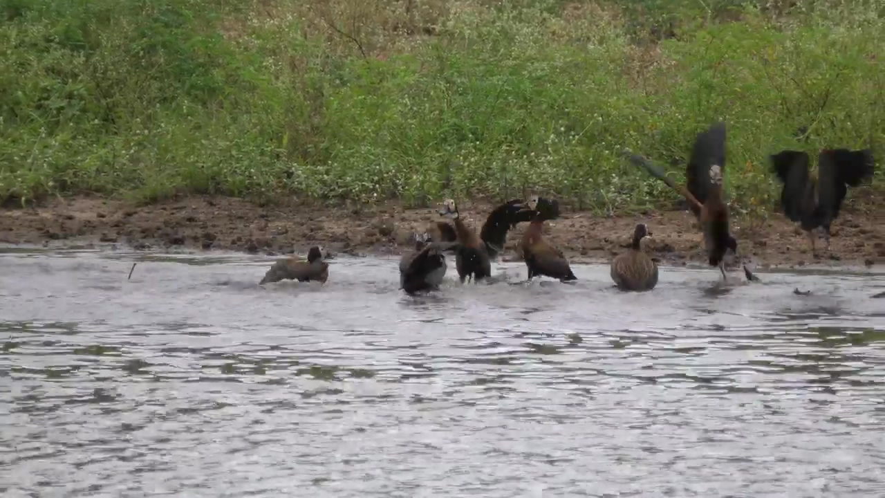 Wild ducks in a river, nature, wildlife, river, and duck
