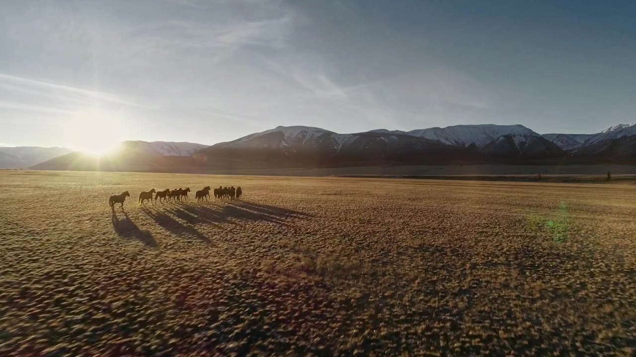 Wild horses running in the meadow, full aerial shot, wildlife, wild, horse, and horses
