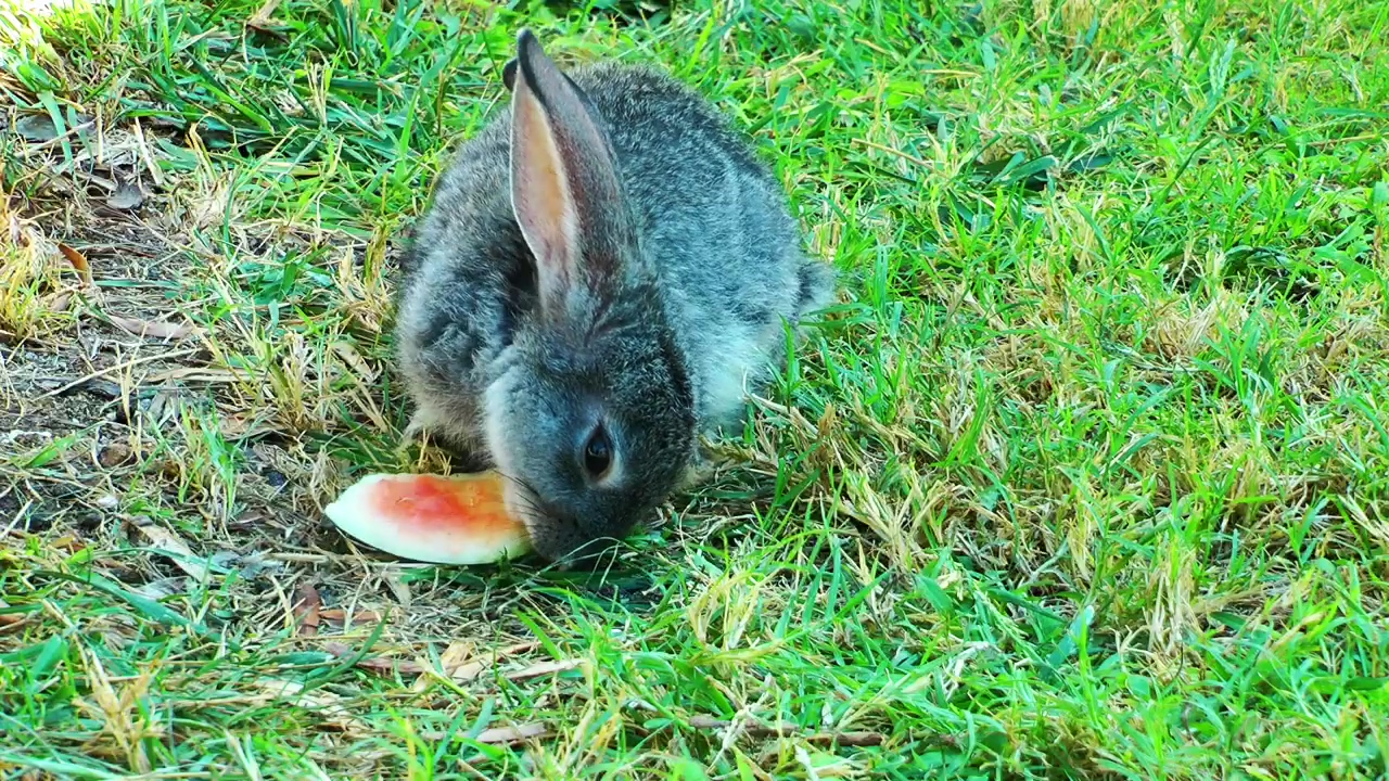 Wild rabbit eating watermelon in the grass, animal, grass, farm, zoo, and watermelon