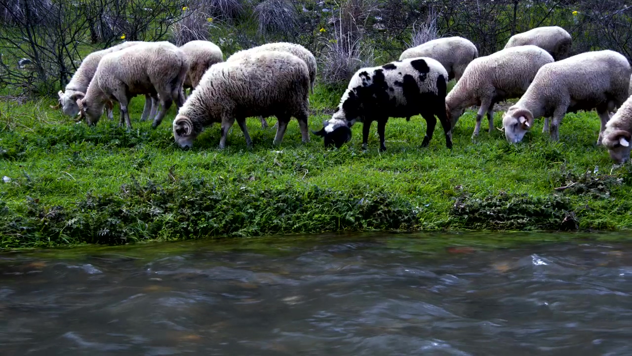 Wild sheep grazing by a stream, water, animal, river, grass, natural, and sheep