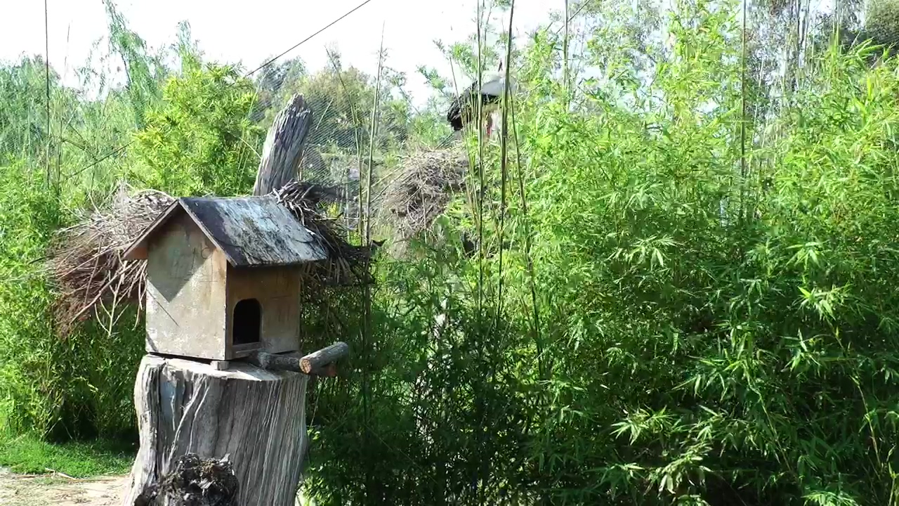 Wooden bird house, animal, sunny, bird, and house