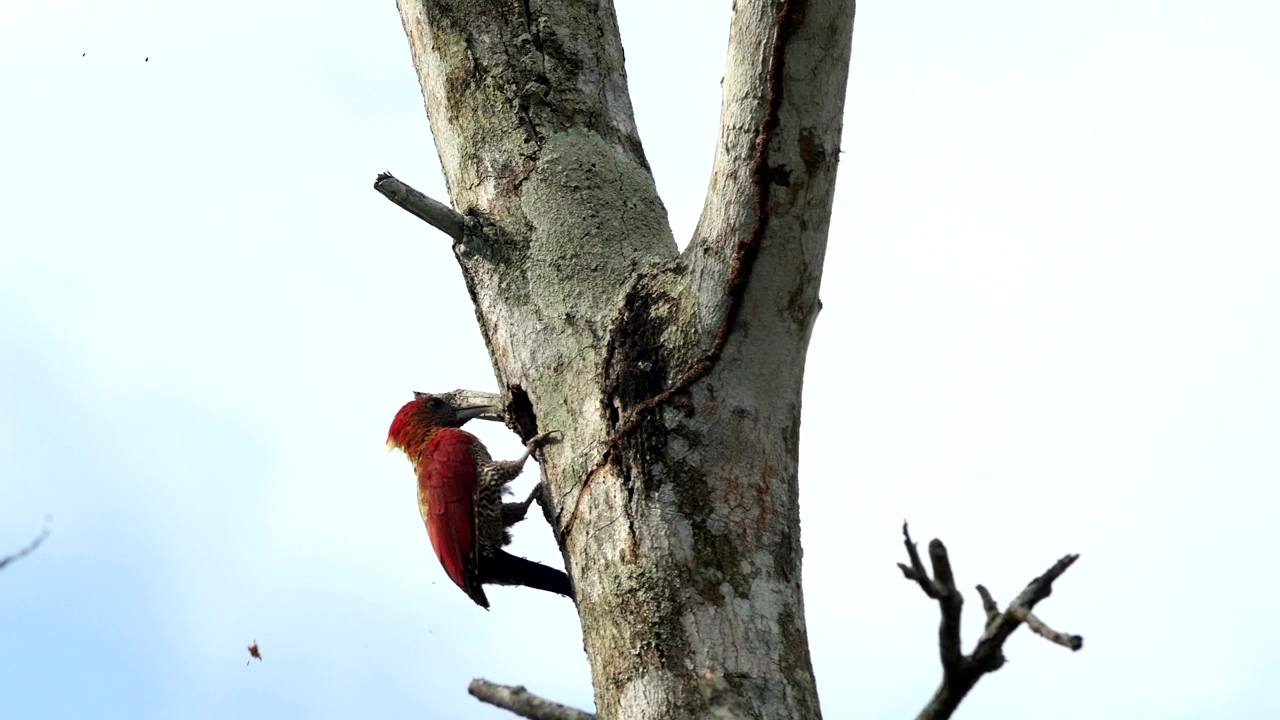 Woodpecker clearing out a tree, nature, tree, bird, and wood